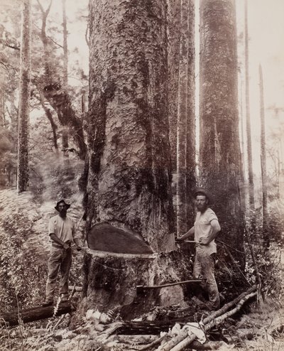 (Tala del Kauri) de Josiah Martin